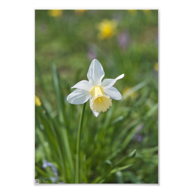 Daffodil Photo Print (Front)