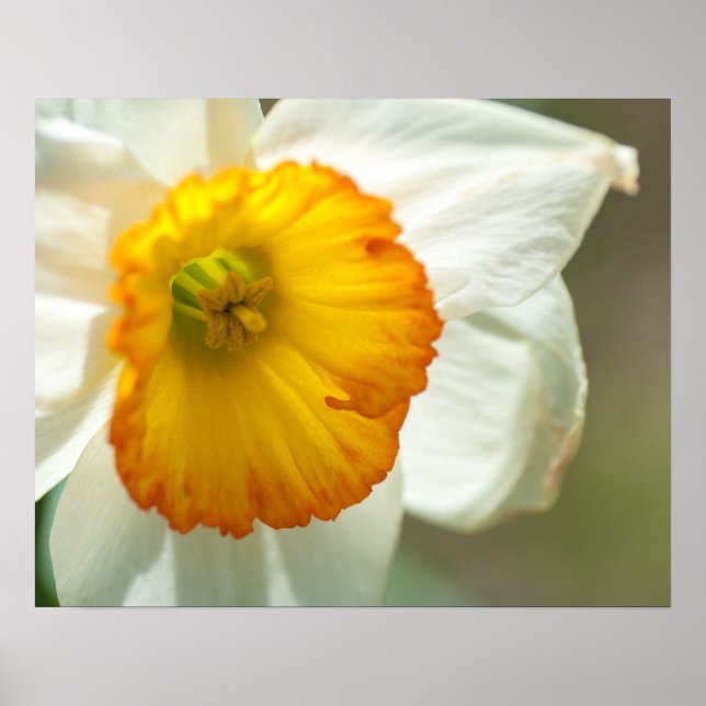 Daffodil Poster (Front)