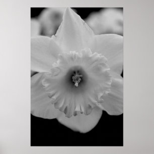 Daffodil Poster