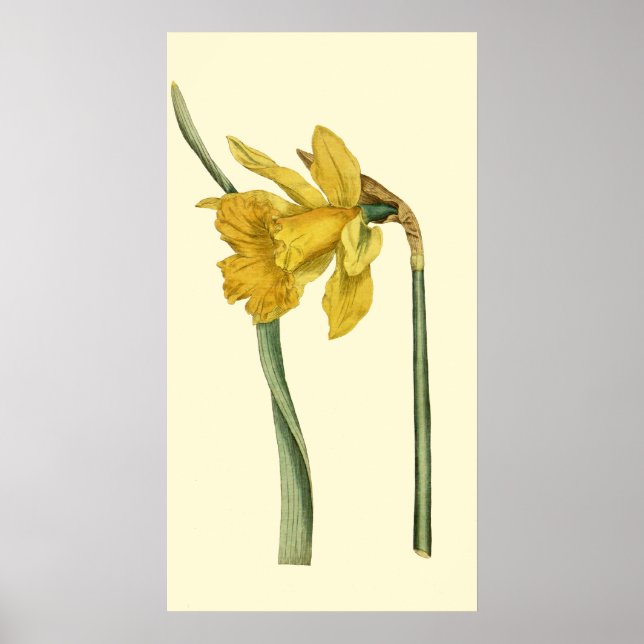 Daffodil Poster (Front)