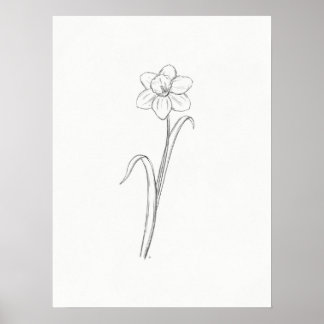 Daffodil Sketch Print