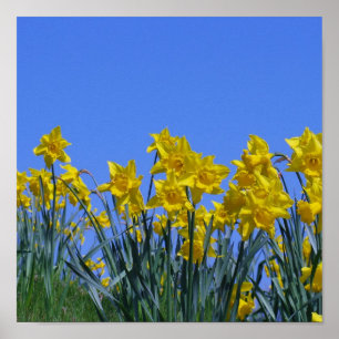 Daffodil Sky Poster