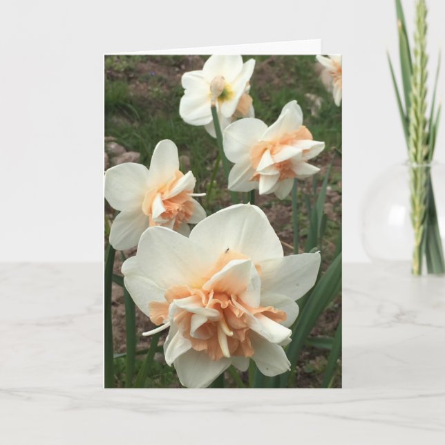 Daffodil Spring Greeting Card (Front)