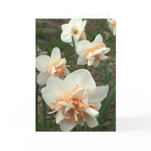 Daffodil Spring Greeting Card