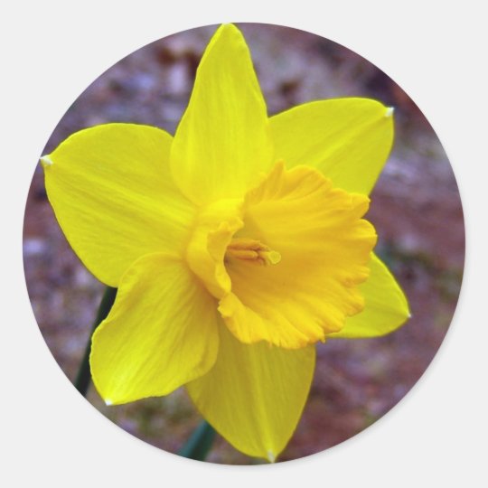 daffodil sticker