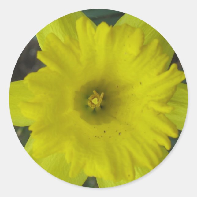 daffodil sticker (Front)