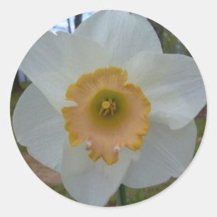daffodil stickers