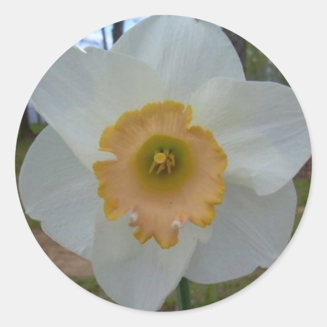 daffodil stickers (Front)