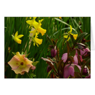 Daffodiles et carême Rose coloré Floral