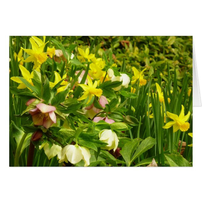 Daffodiles et carême Rose coloré Floral (Devant horizontal)