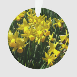 Daffodiles Jaunes I Fleurs De Printemps Cheveux