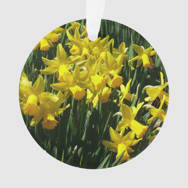 Daffodiles Jaunes I Fleurs De Printemps Cheveux (devant)