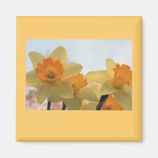 Daffodills Magnet