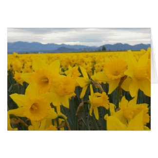 Daffodils
