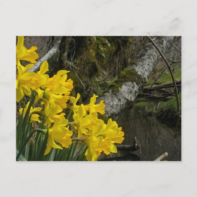Daffodils 01 postcard (Front)