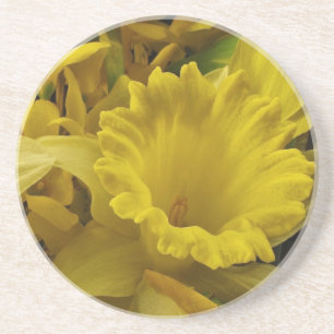 Daffodils and Forsythia Coaster
