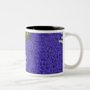Daffodils and Grape Hyacinth, Keukenhof 2 Two-Tone Coffee Mug