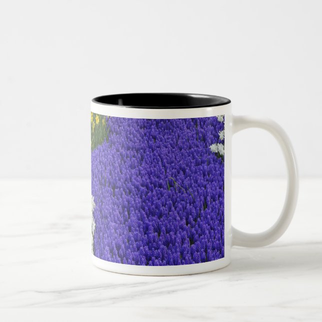 Daffodils and Grape Hyacinth, Keukenhof 2 Two-Tone Coffee Mug (Right)