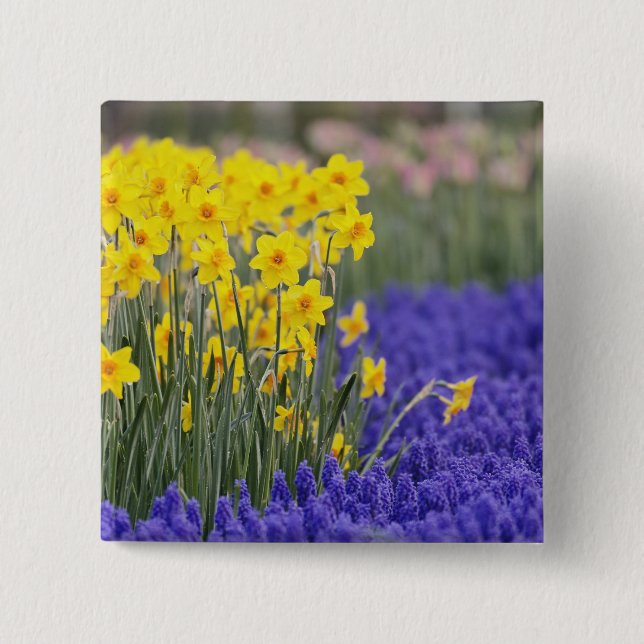 Daffodils and Grape Hyacinth, Keukenhof 3 2 Inch Square Button (Front)