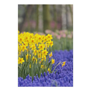 Daffodils and Grape Hyacinth, Keukenhof Photo Print