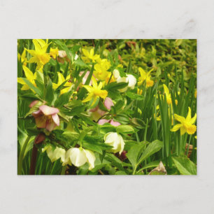 Daffodils and Lenten Roses Colourful Floral Postcard