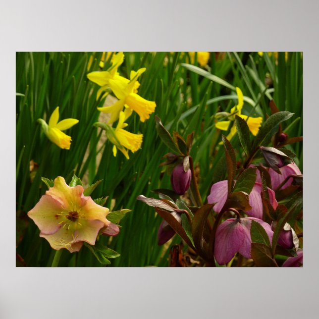 Daffodils and Lenten Roses Colourful Floral Poster (Front)