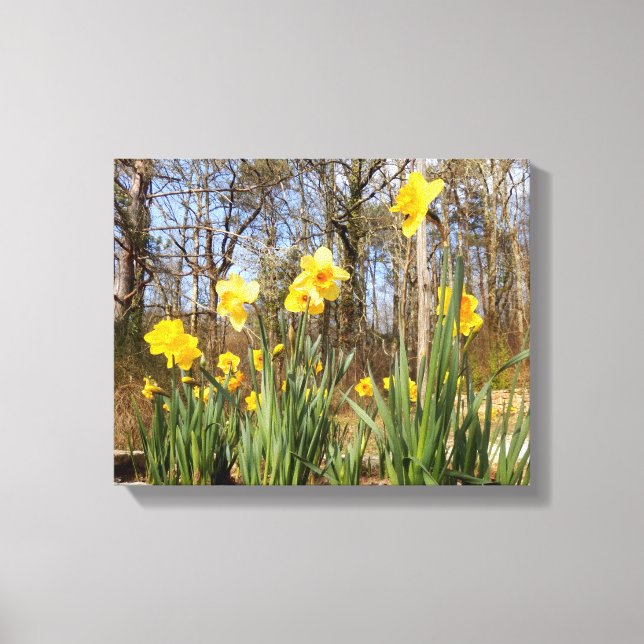 Daffodils at Easter Canvas Print (Front)