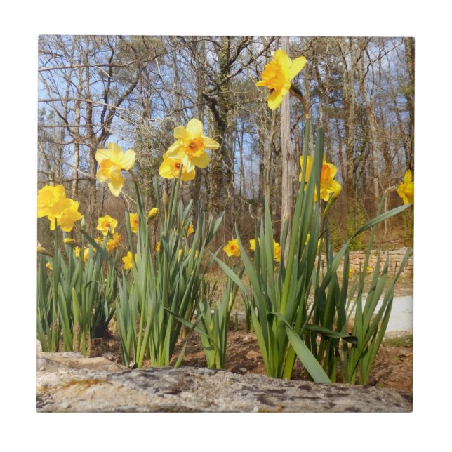 Daffodils at Easter Ceramic Photo Tile (Front)