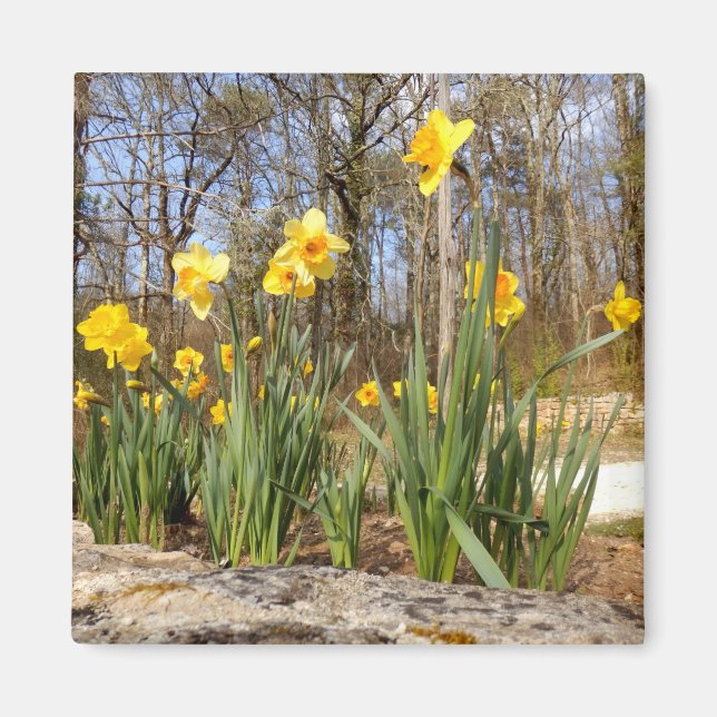 Daffodils at Easter Magnet (Front)