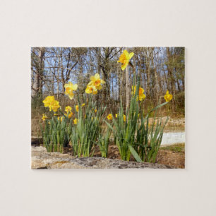 Daffodils at Easter Photo Puzzle With Gift Box