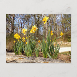 Daffodils at Easter Postcard