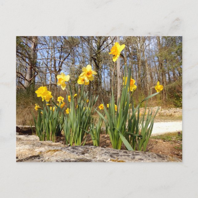 Daffodils at Easter Postcard (Front)