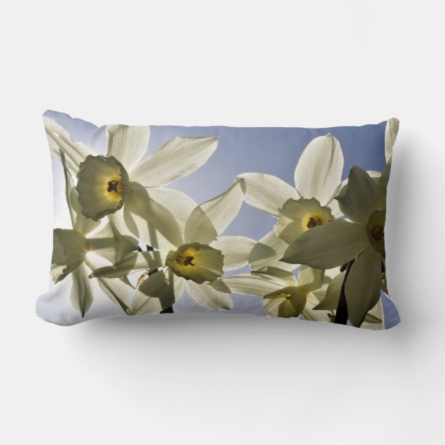 Daffodils blooming with a spring blue sky lumbar pillow (Front)