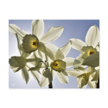 Daffodils blooming with a spring blue sky