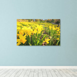 Daffodils  canvas print