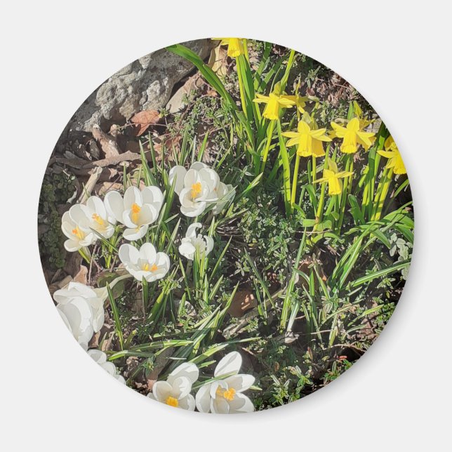Daffodils & Crocus Magnet (Front)