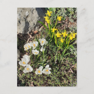 Daffodils & Crocus Postcard
