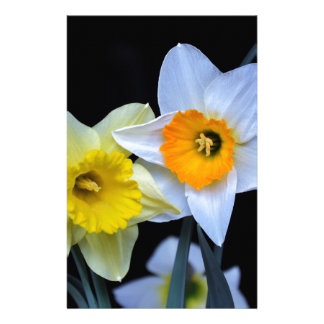 Daffodils Stationery Templates, Daffodils Custom Stationery Templates