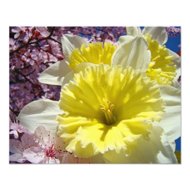 Daffodils Flowers Photography art prints Spring (Front)