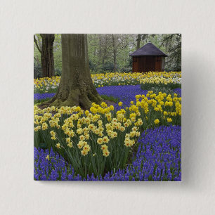 Daffodils, grape hyacinth, and tulip garden, 2 inch square button
