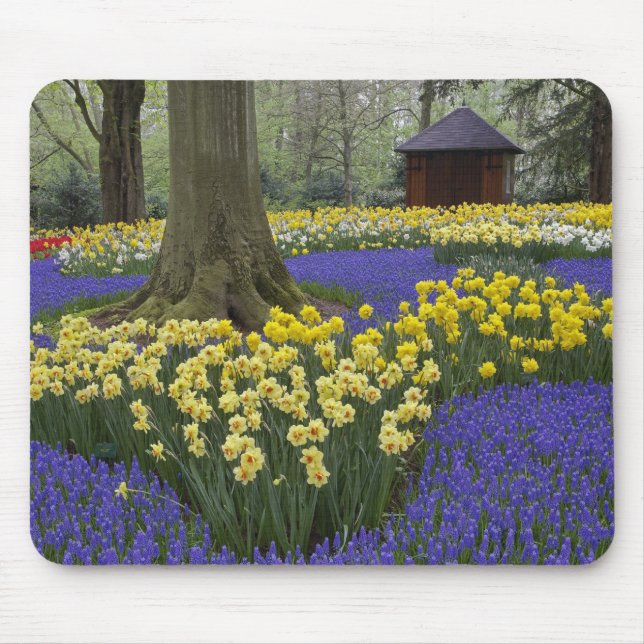 Daffodils, grape hyacinth, and tulip garden, mouse pad (Front)