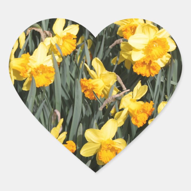 Daffodils Heart Sticker (Front)