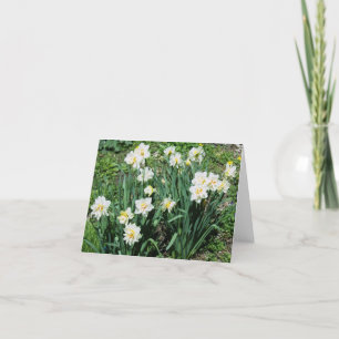 Daffodils Holiday Card