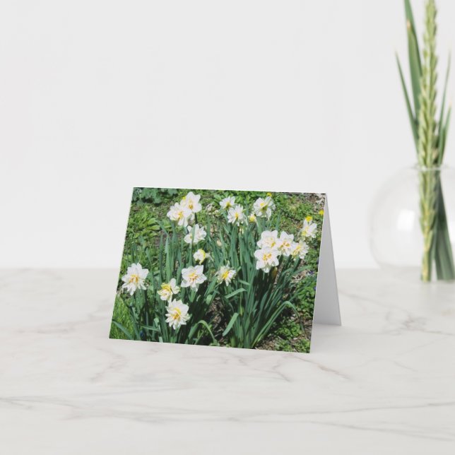 Daffodils Holiday Card (Front)