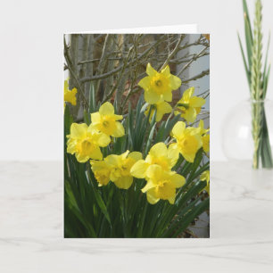 Daffodils in Spring Greeting Card