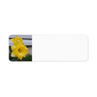 Daffodils in the snow