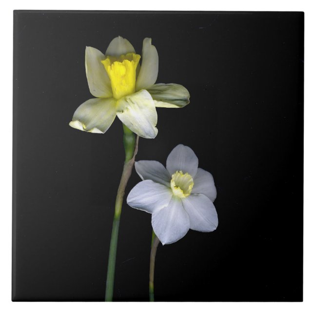 Daffodils Large (6" X 6") Ceramic Photo Tile (Front)
