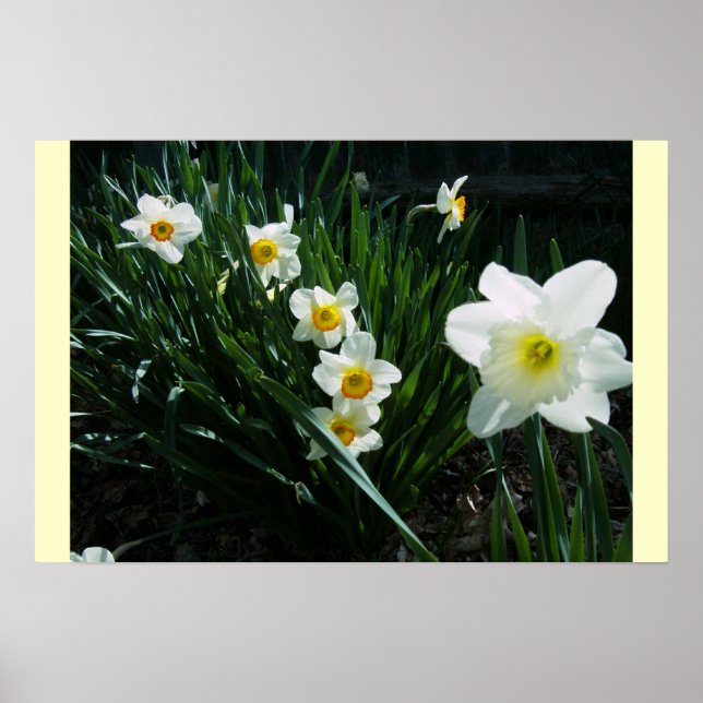 DAFFODILS, NARCISSUS POSTER (Front)