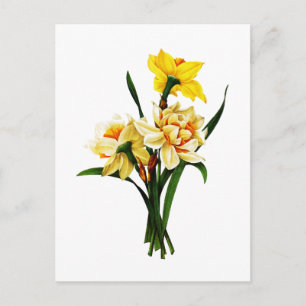 Daffodils or Narcissus By Pierre Joseph Redoute Postcard