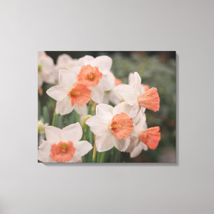 Daffodils Peach Canvas Print